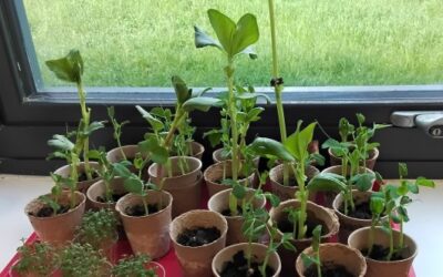Digging, Planting and Growing: Term 5 at Cashmore Early Years Centre